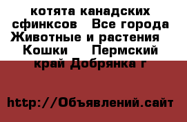 котята канадских сфинксов - Все города Животные и растения » Кошки   . Пермский край,Добрянка г.